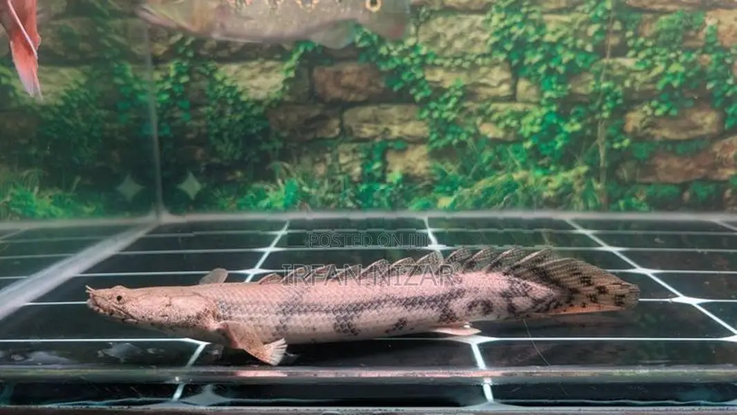 Endlicheri Bichir