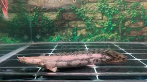 Endlicheri Bichir