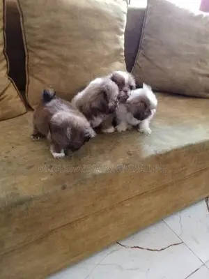 Shih Tzu Puppies