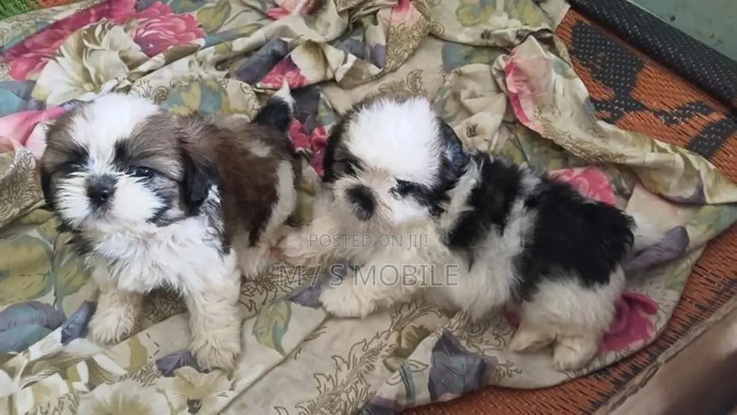 shihtzu puppy ( mini )