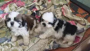 shihtzu puppy ( mini )