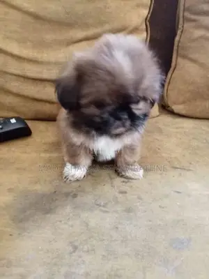 Shih Tzu Puppies