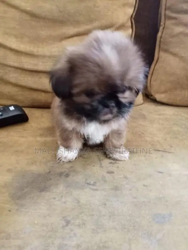 Shih Tzu Puppies