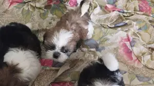 shihtzu puppy ( mini )