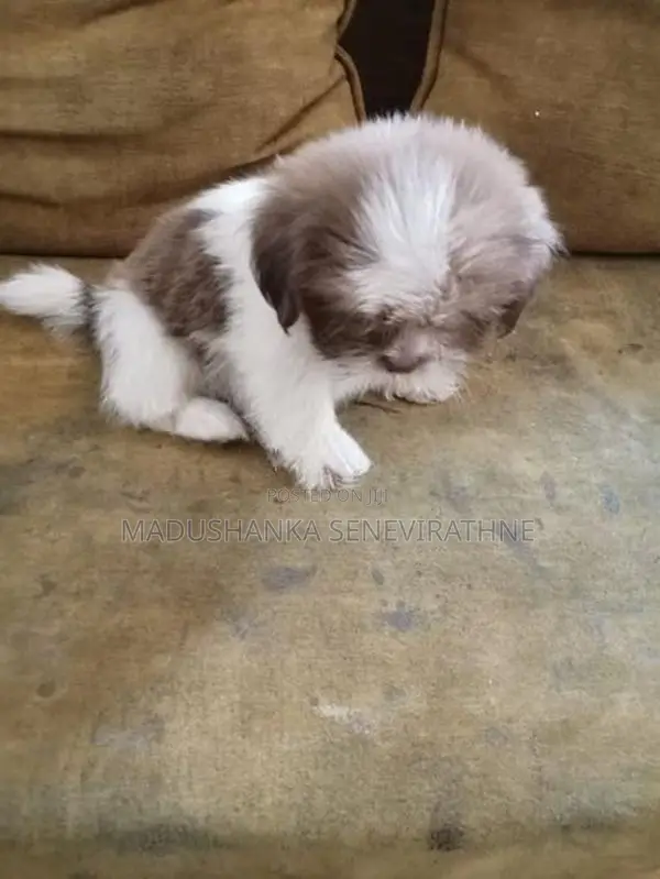 Shih Tzu Puppies