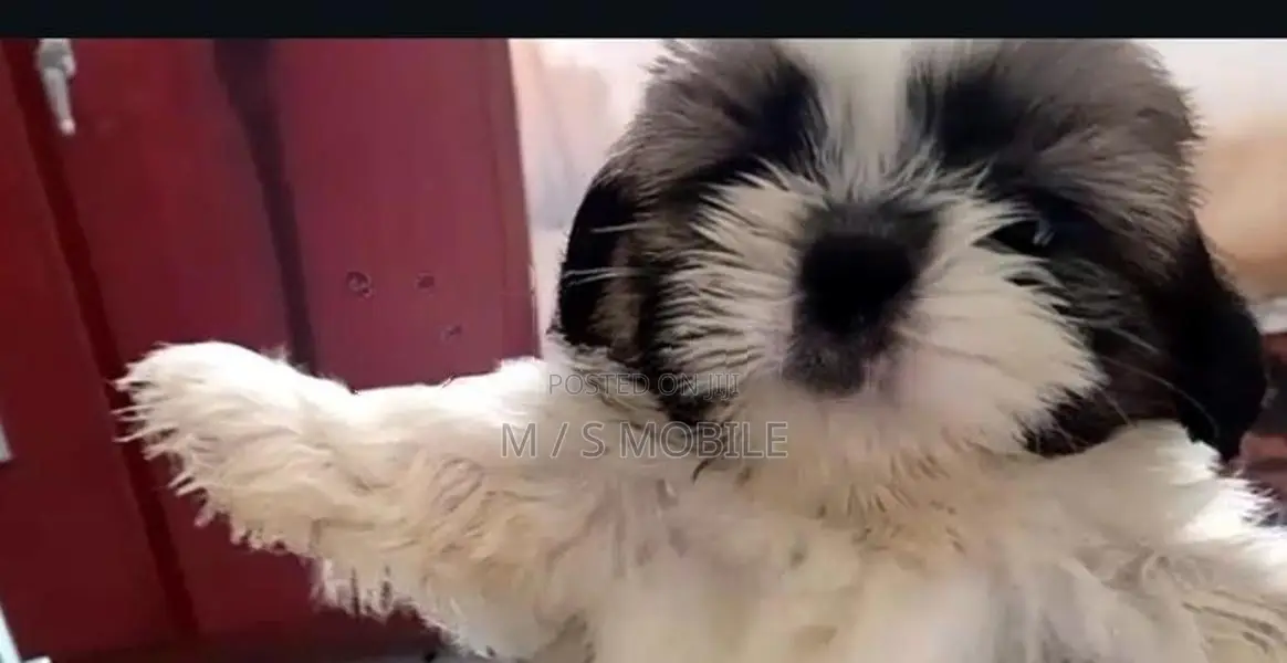 shihtzu puppy ( mini )