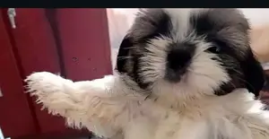 shihtzu puppy ( mini )