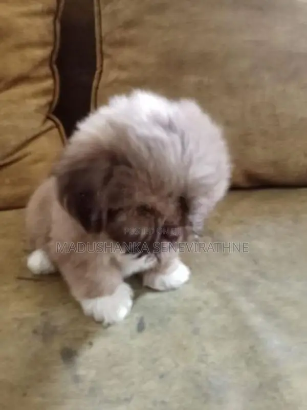 Shih Tzu Puppies