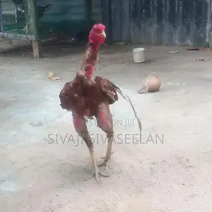 விற்பனைக்காக