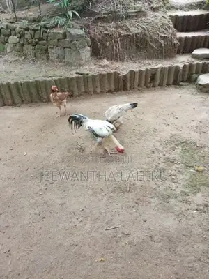 Rooster