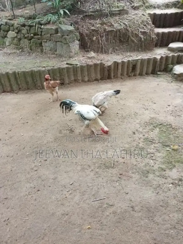 Rooster
