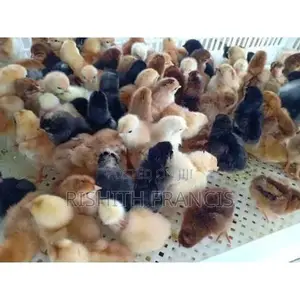 Chicken Chicks
