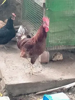 Chickens