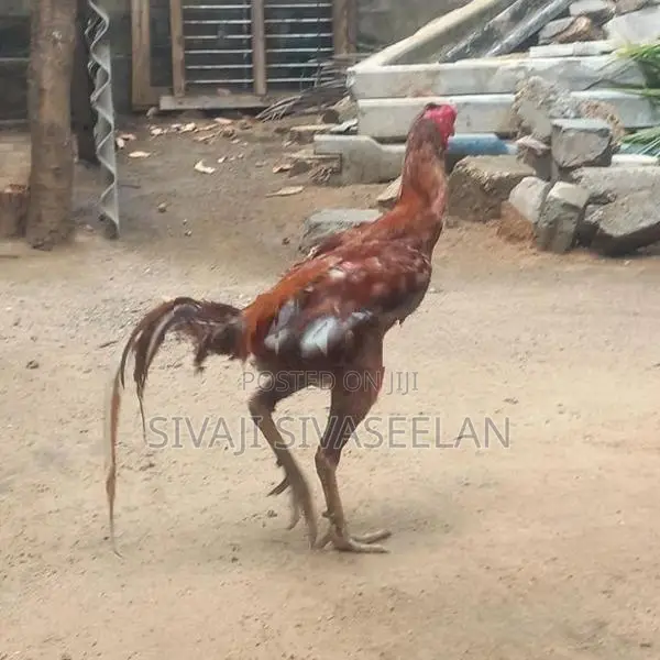 விற்பனைக்காக