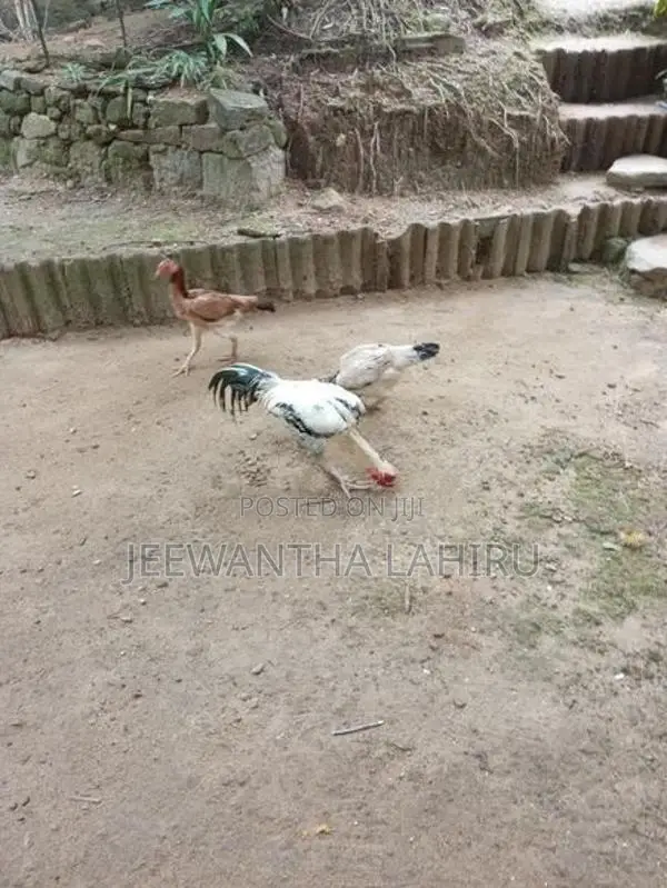 Rooster