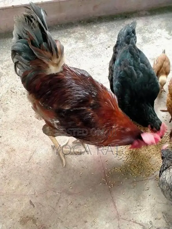 Chickens
