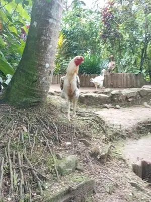 Rooster