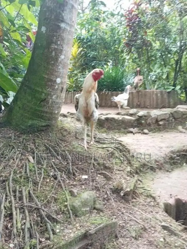 Rooster