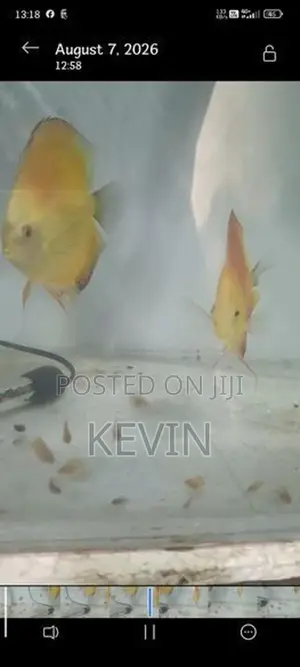 Discus babies
