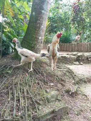 Rooster