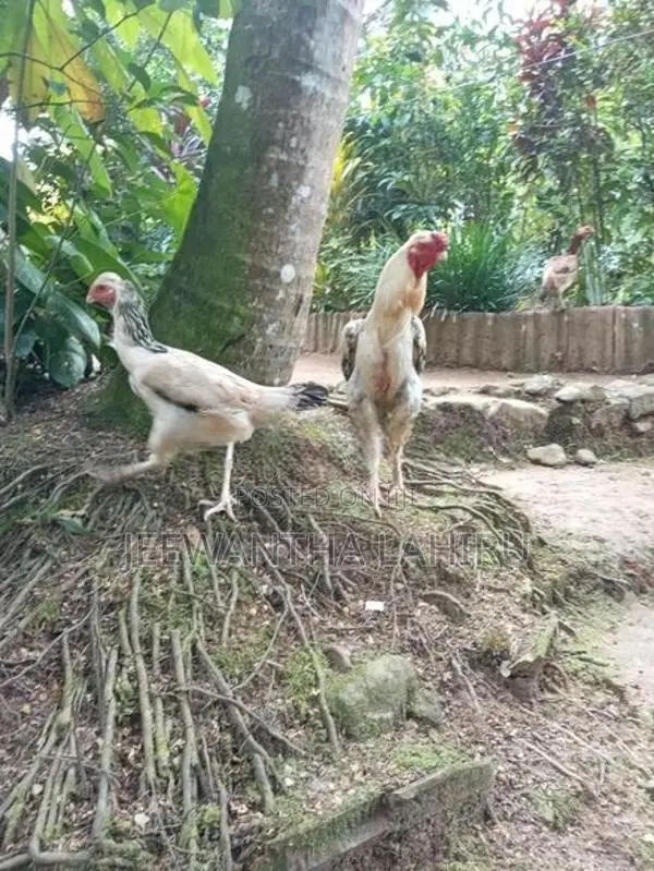 Rooster