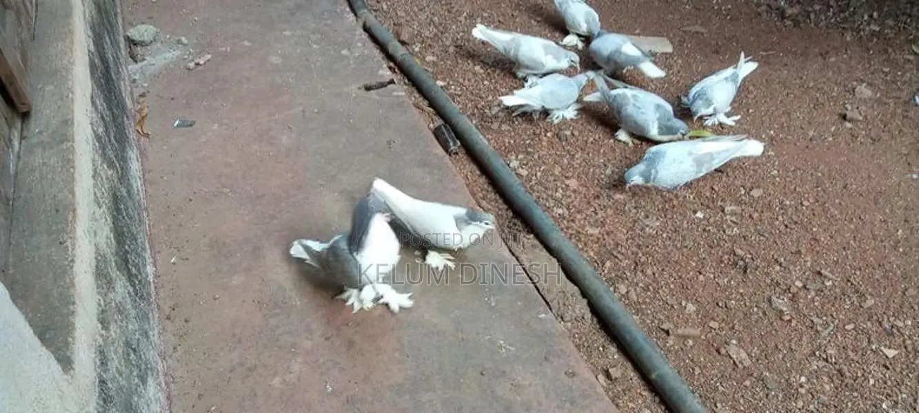 සිල්වර් බාර් මහ ජොඩුව