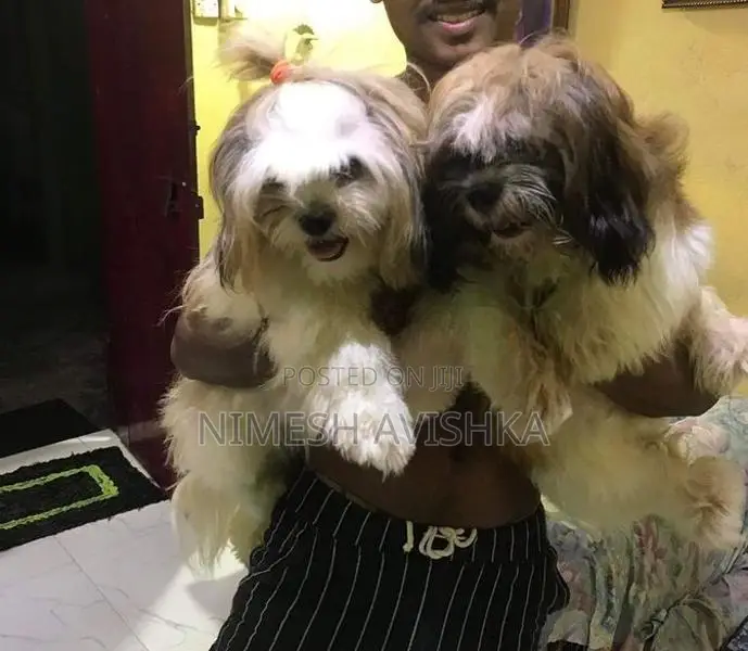 Shihtzu Puppies