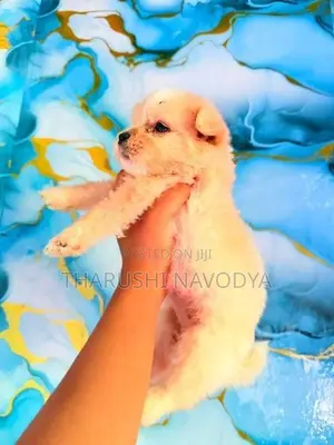 Shih Tzu Mix Puppies