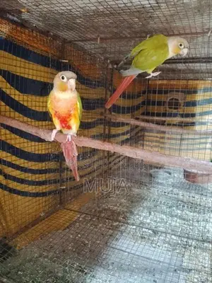 Pineapple Conure Bird