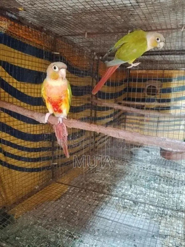 Pineapple Conure Bird