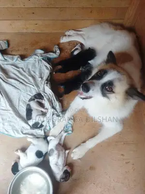 Lion Pomaneriyan Puppy