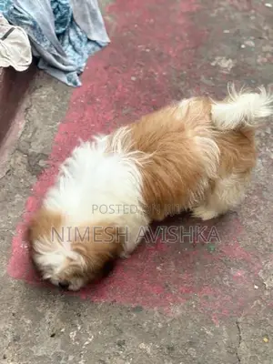 Shihtzu Puppies