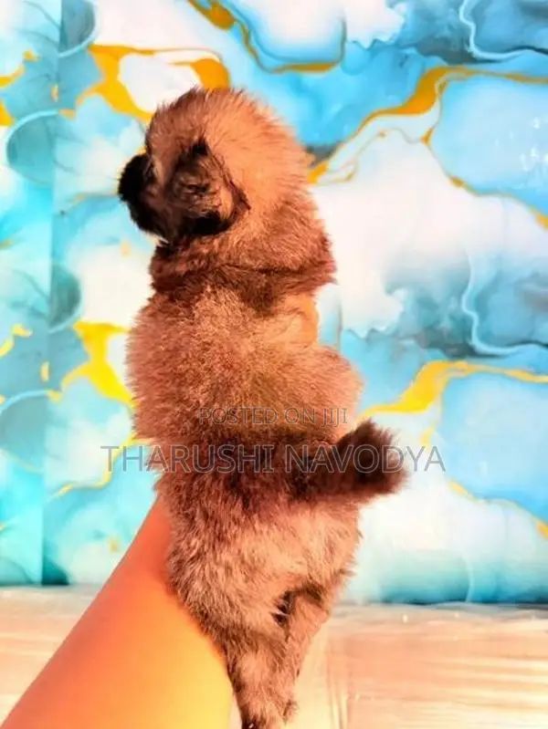 Shih Tzu Mix Puppies