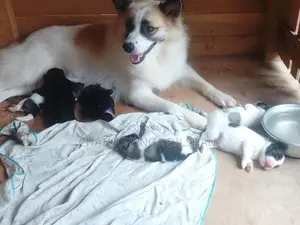Lion Pomaneriyan Puppy