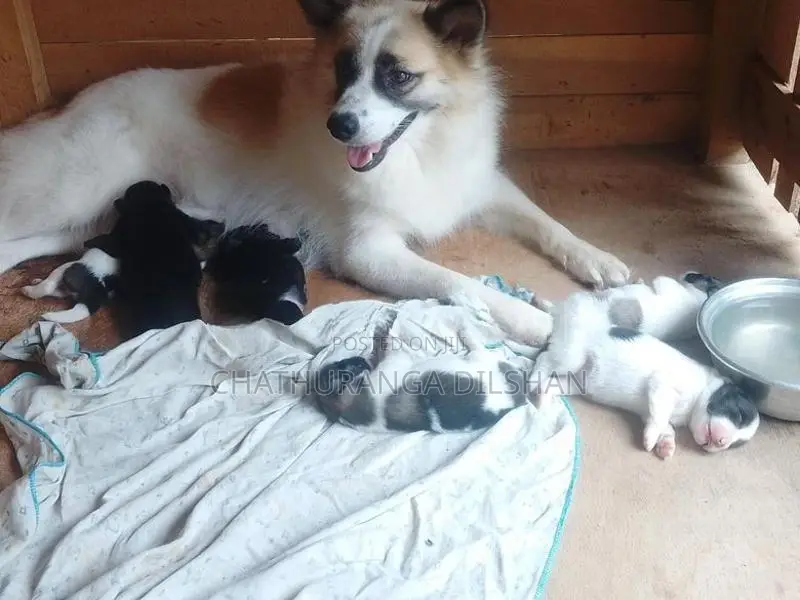 Lion Pomaneriyan Puppy