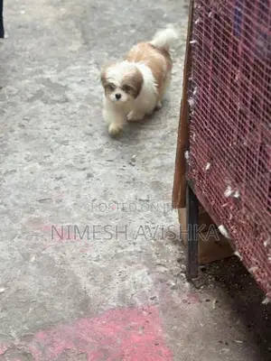 Shihtzu Puppies