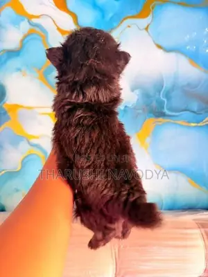 Shih Tzu Mix Puppies