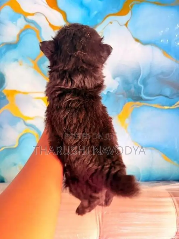 Shih Tzu Mix Puppies