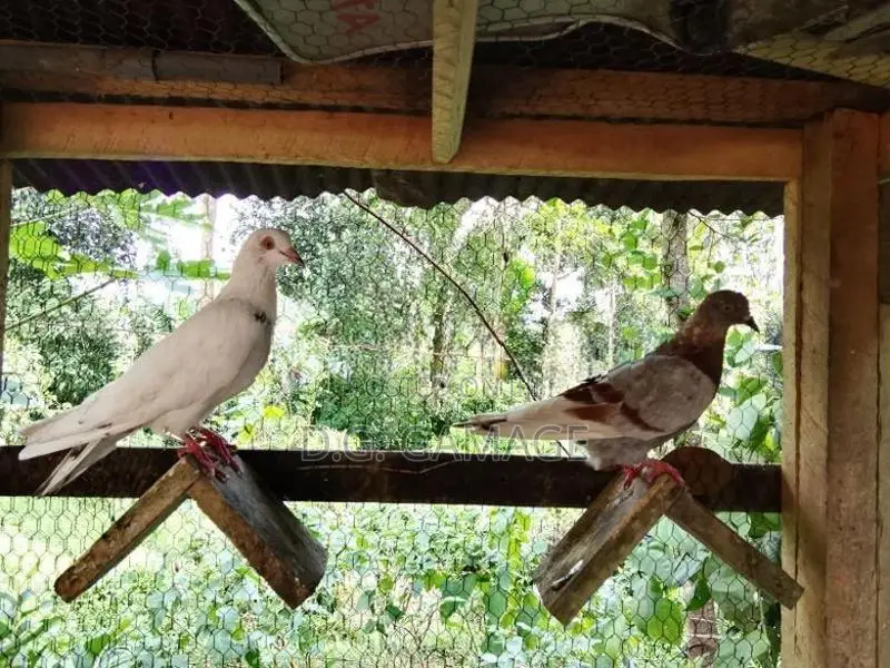 Pigeon