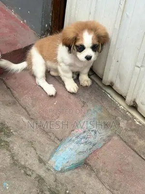 Shihtzu Puppies