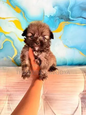 Shih Tzu Mix Puppies