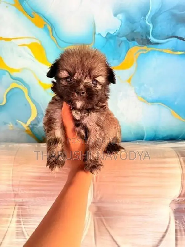 Shih Tzu Mix Puppies