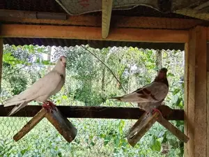 Pigeon