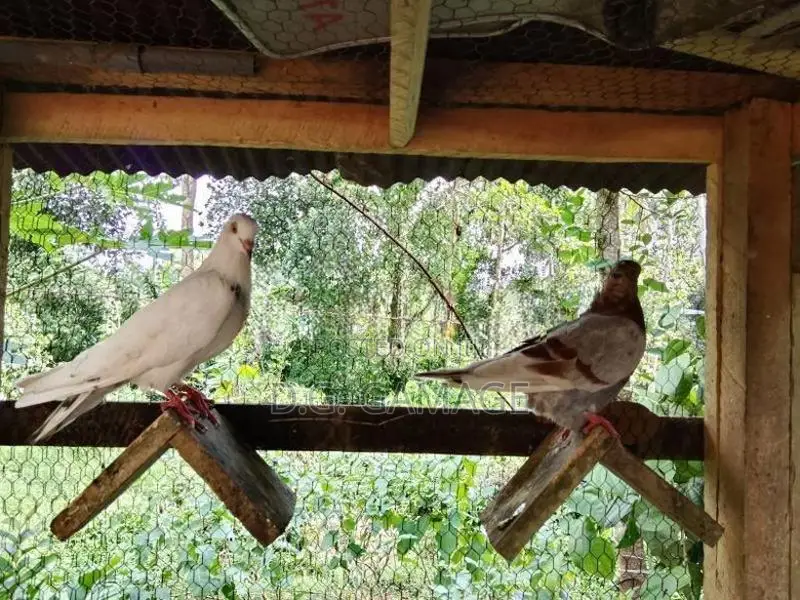 Pigeon