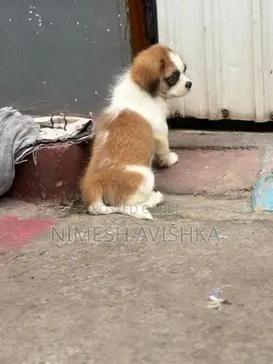 Shihtzu Puppies