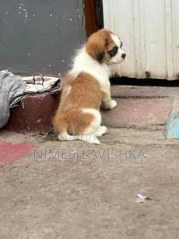 Shihtzu Puppies