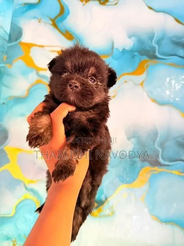 Shih Tzu Mix Puppies