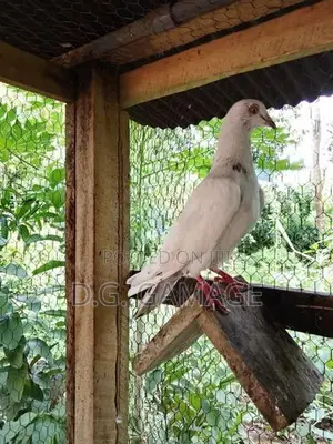 Pigeon