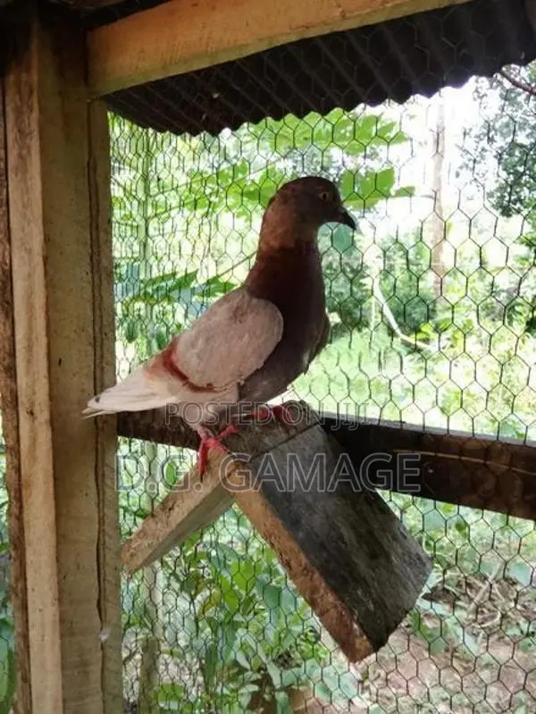 Pigeon