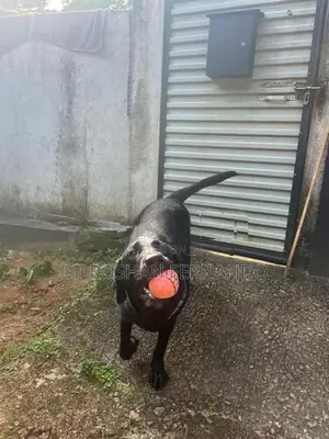 Labrador Dog